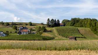 Sigrist Weinbau - Eigenkelterung