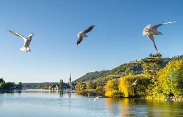 Blickt vom Rhein auf das Städtchen und die Burg Hohenklingen. Im Vordergrund fliegen Möwen über den Rhein.