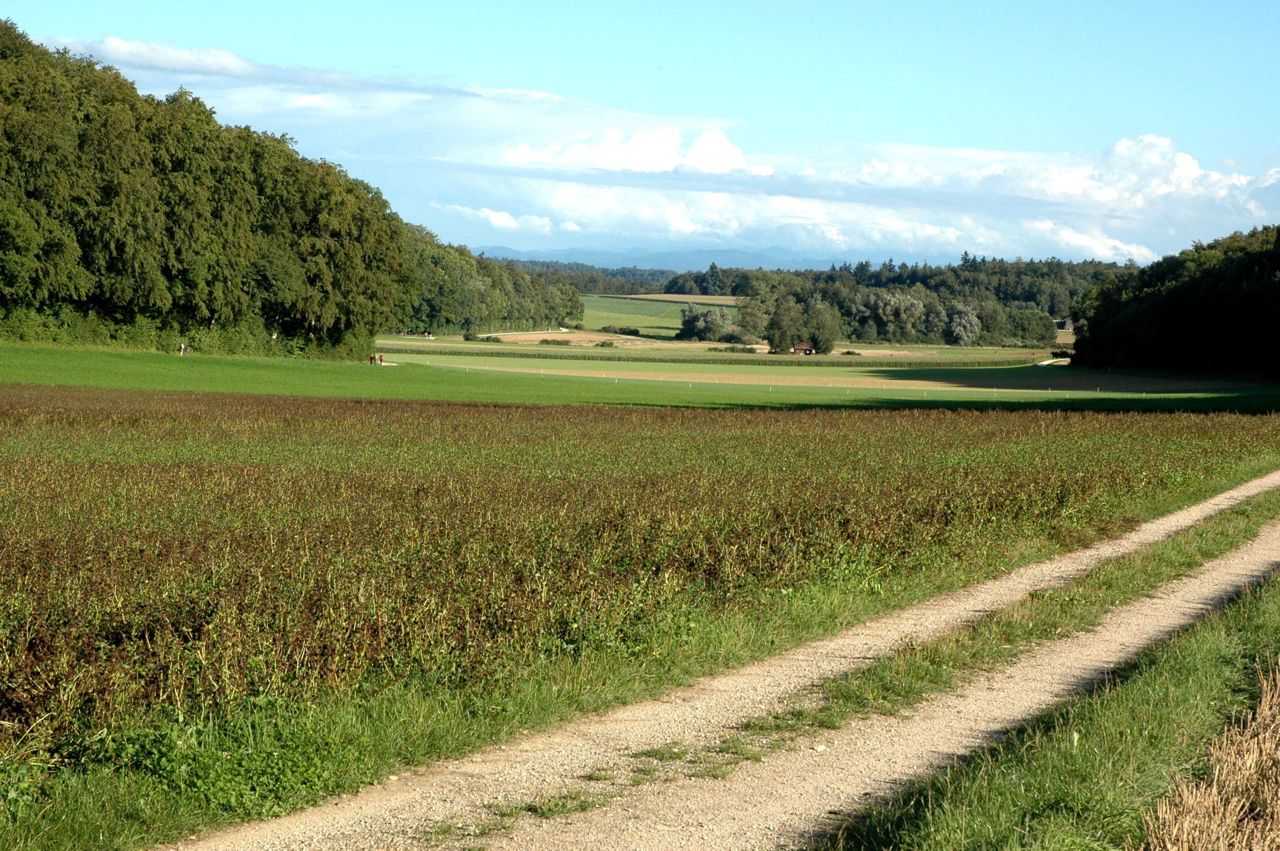 Feldweg im Eschheimertal durch die Wiesen und Feldlandschaft mit dem Wald im Hintergrund.