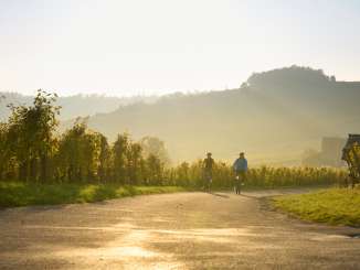 Rheinwelten Zwei Velofahrer fahren bei goldigem Abendlicht durch die Reben.